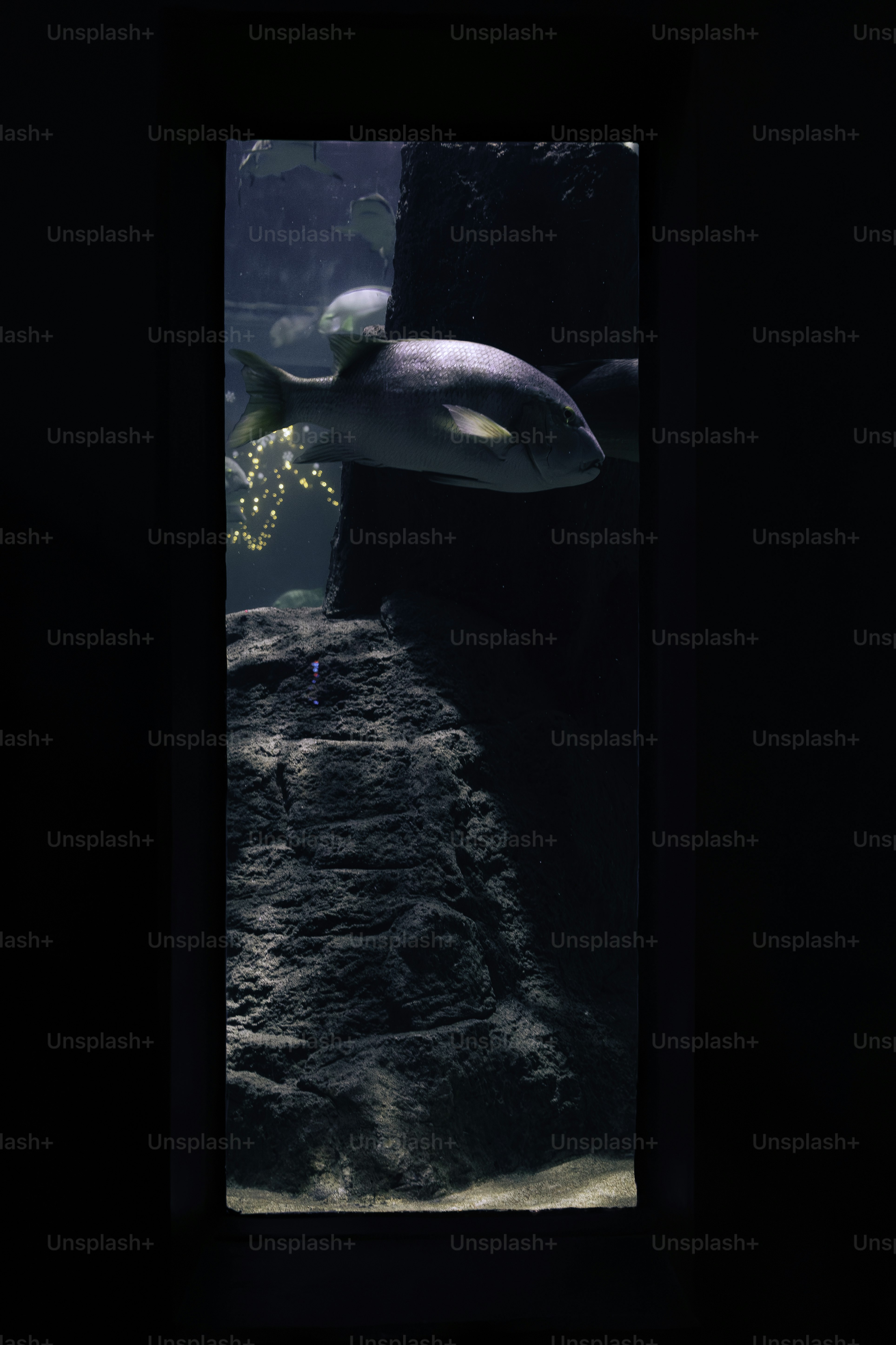 A fish swims near rocks in a dark aquarium.